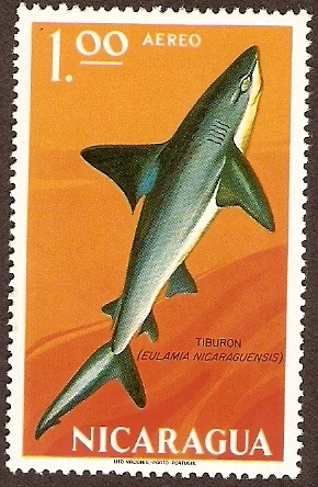 Tiburón