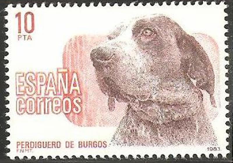 2711 - Perro de raza española, Perdiguero de Burgos