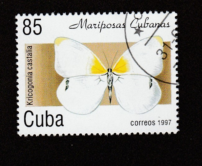 Mariposas cubanas: Kricogonia  castalia