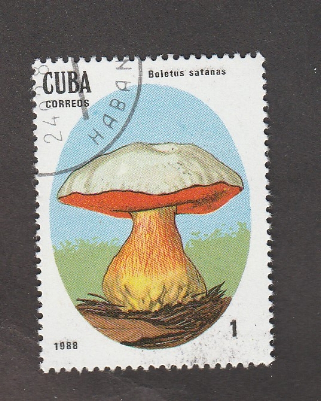 Boletus satanas