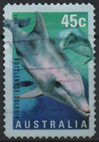 Delfin mular