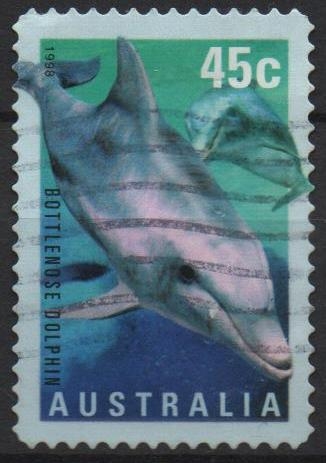 Delfin mular