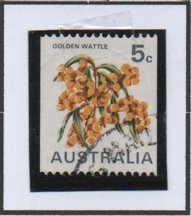 Golden Wattle