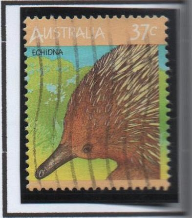 Echidna