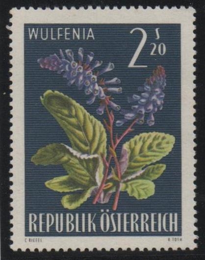 Wulfenia