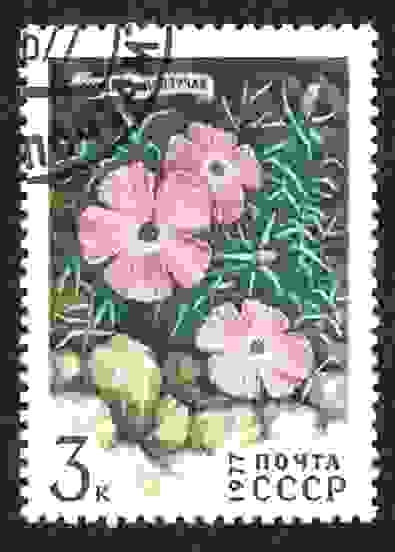 Flora siberiana, clavel rastrero (Dianthus repens)