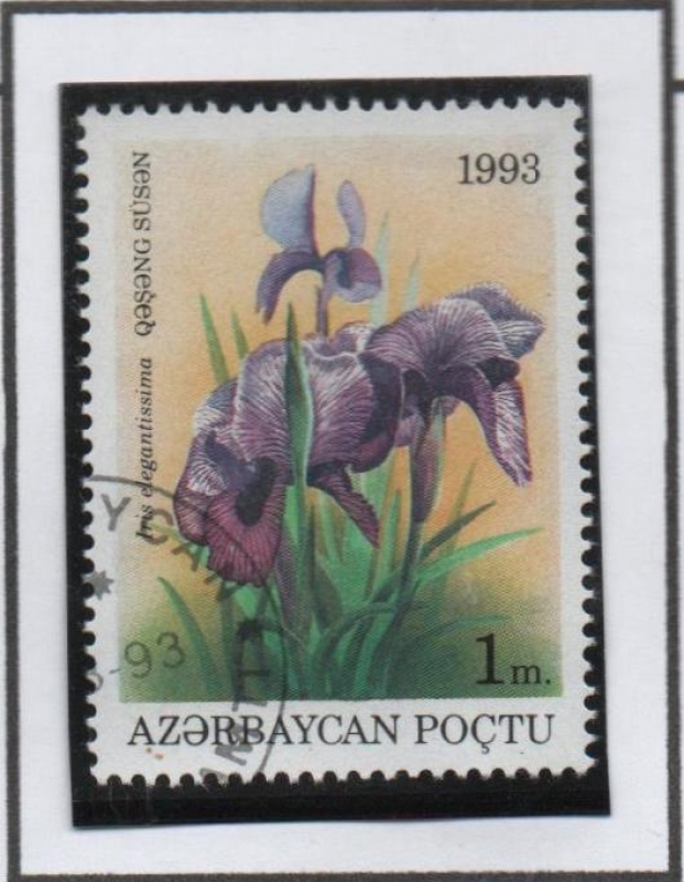 Iris elegantisima