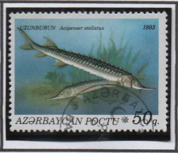 Peces: Acipenser Stellatus