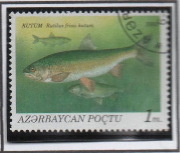 Peces: Rutilus Frisil