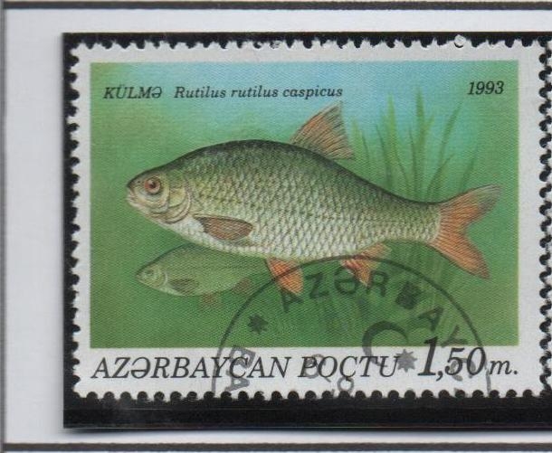 Peces: Rutilus 