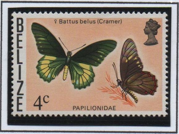 Pariposas: Battus Belus