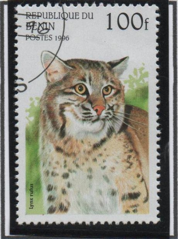 Gatos Salvajes: Pantera pardus