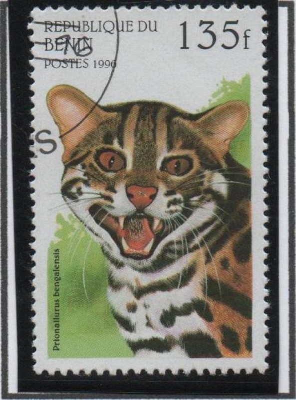 Gatos Salvajes: Pantera Tigris