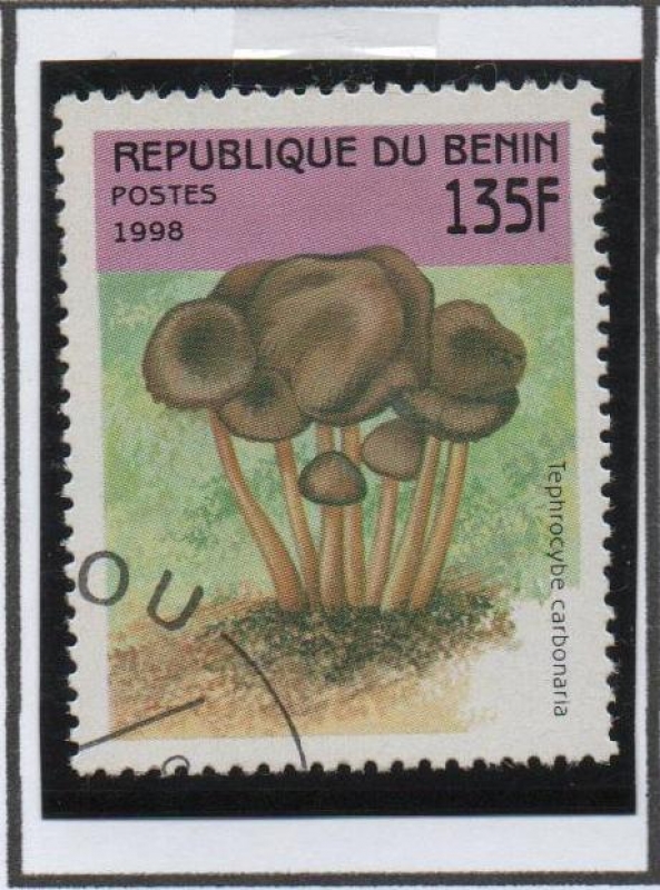 Setas: Tephrocybe Carbonaris