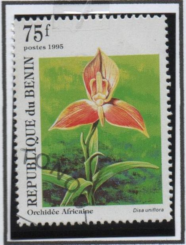 Orquídeas: Disa uniflora