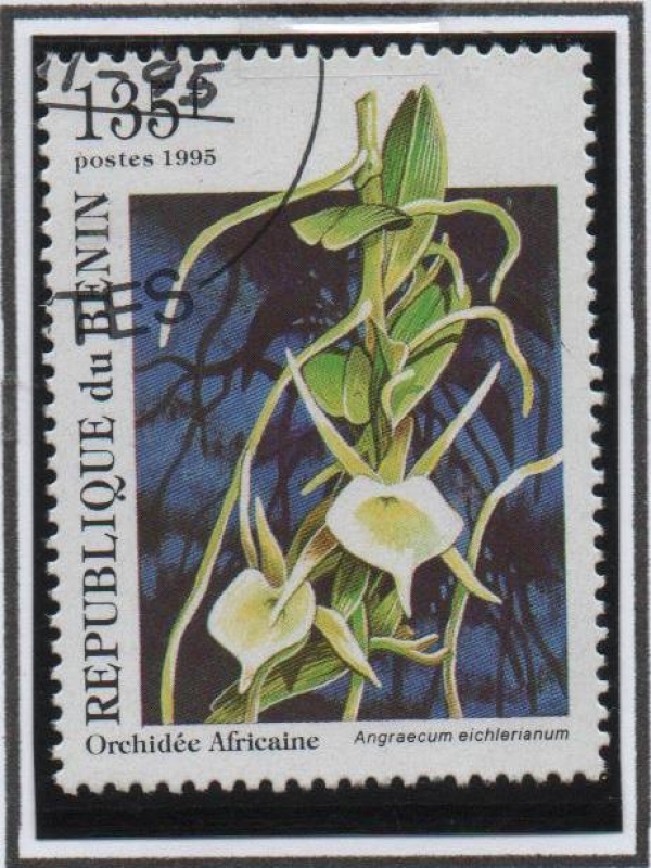 Orquídeas: Angraecum eicherianum