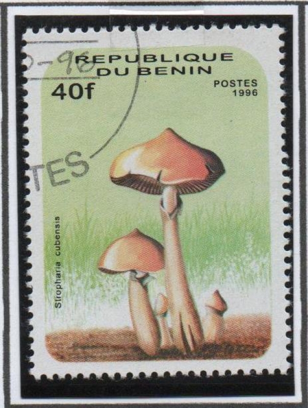 Stropharia Cubensis