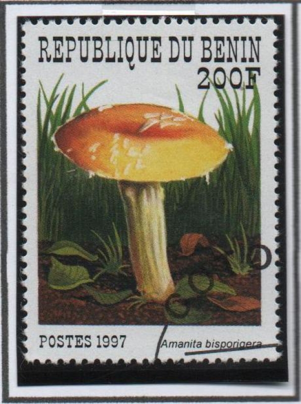 amanita Bisporigera