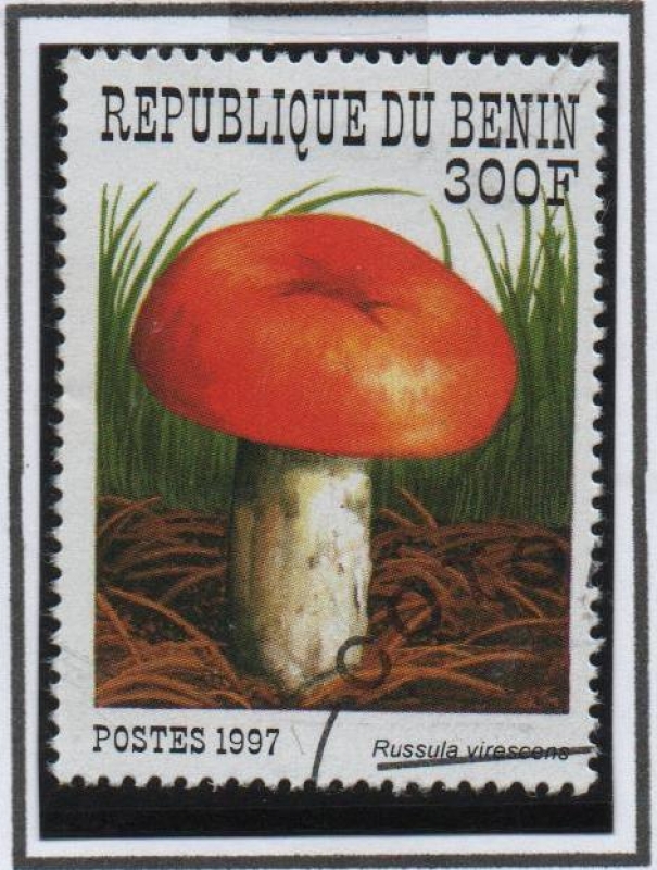 Russula virescens