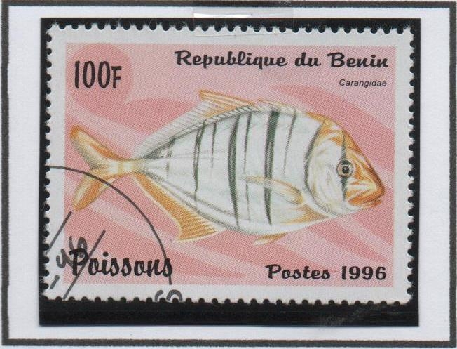 Peces: carangidae