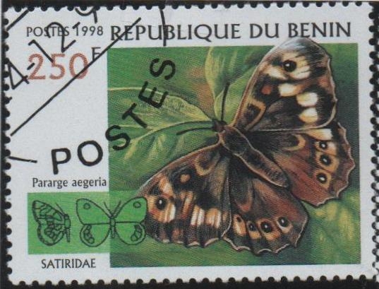 Mariposas: Parage aegeria