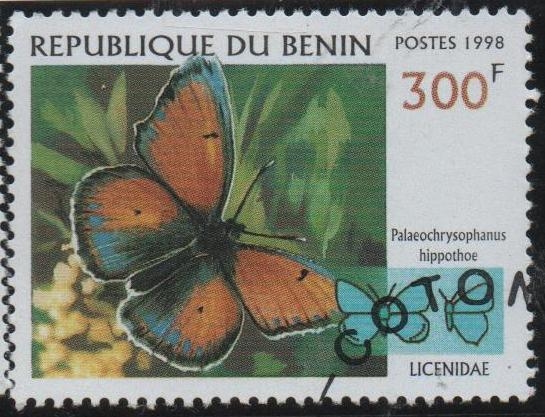 Mariposas: Palaeochysophaus