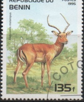 Animales Salvajes: Aepyceros malapus