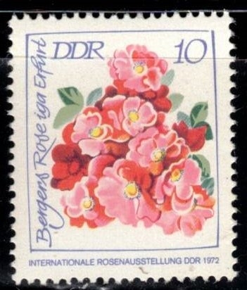 	Exposición Internacional de la Rosa, Rosa de Berger(DDR).