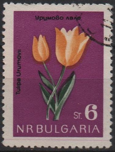 Tulipanes