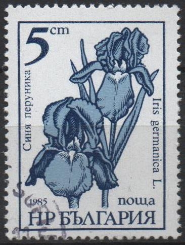 Flores. Iris Germanica