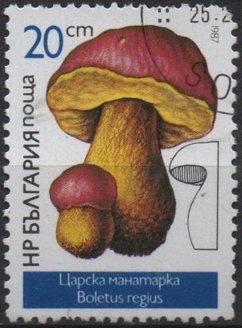 Setas: Boletus Reginun