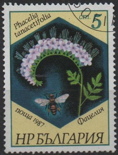 Abejas y Plantas: Phacelia