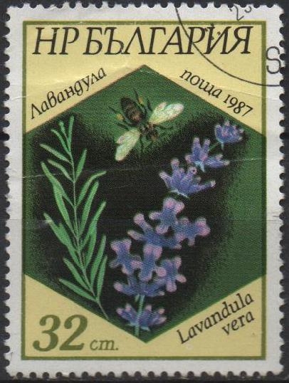 Abejas y Plantas: Labandala