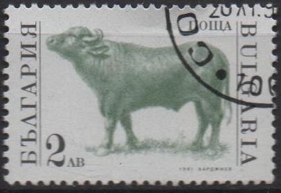 Animales d' Granja: Buey