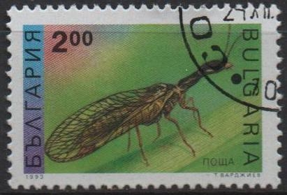 Insectos: Mosca d' mayo