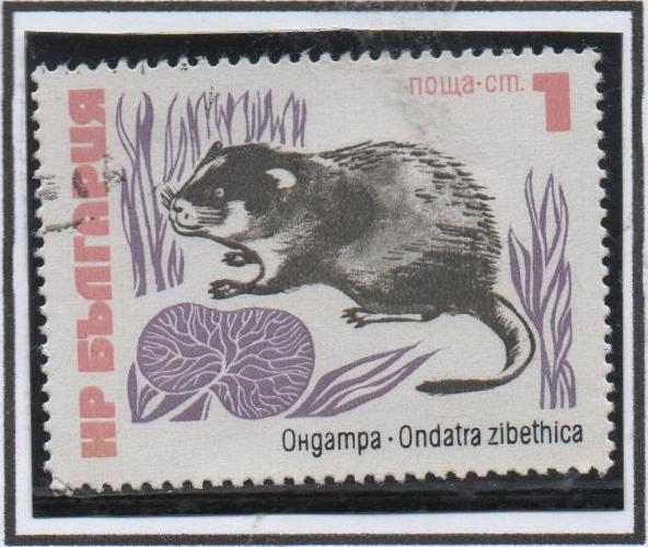 Rata Almizclera