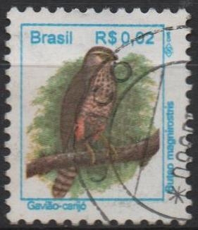 Pájaros: Buteo