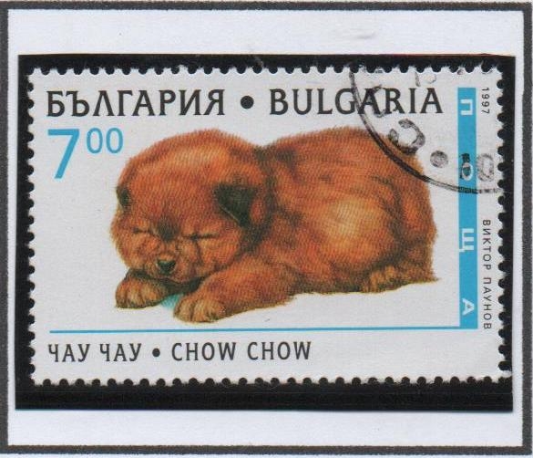 Cachorros: Chow Chow