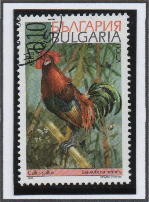 Gallos: Bankivski