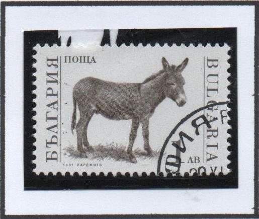 Animales d' Granja: burro