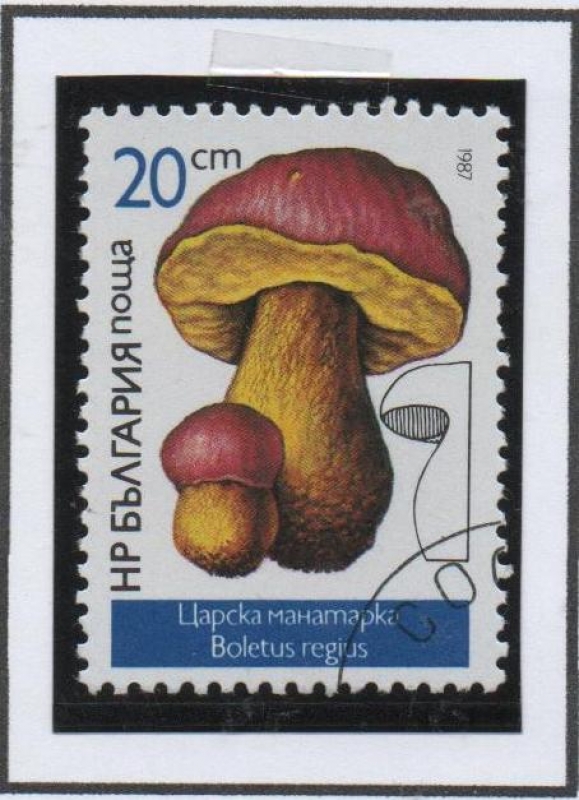 Hongos: Boletus Regius