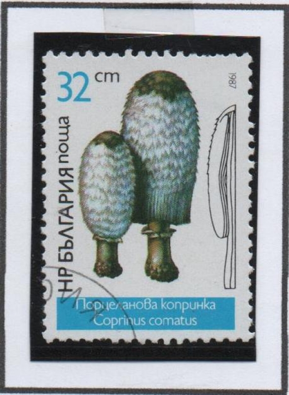 Hongos:  coprinus