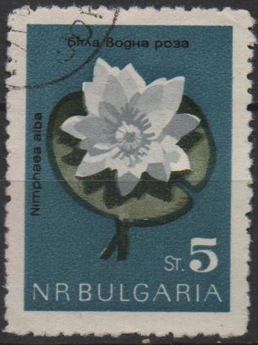 Flores: Nenúfar