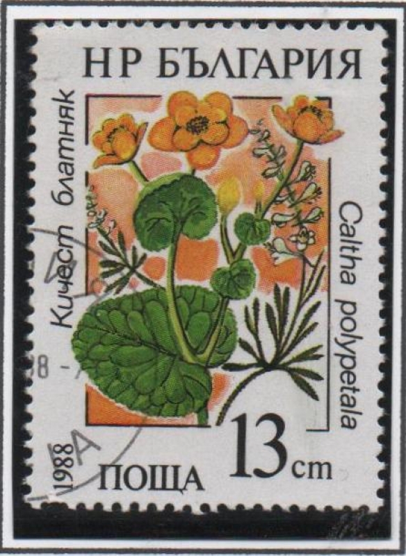 Flores Marinas: Caltha Polypetata