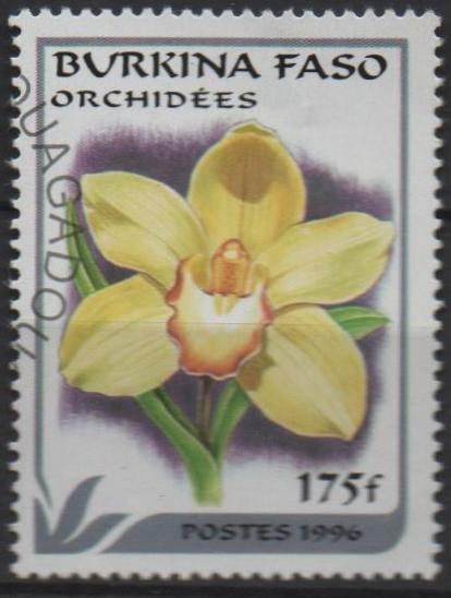 Orquidea