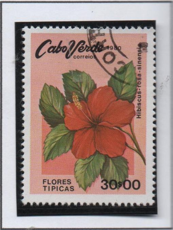 Flores: Hibiscu