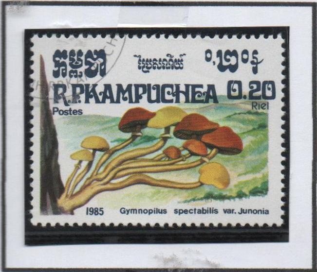 Hongos: Gymnopilus