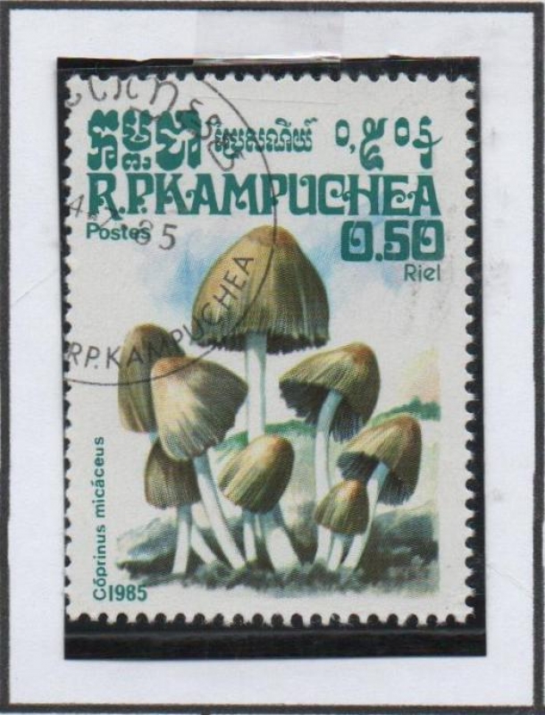 Hongos: Coprinus