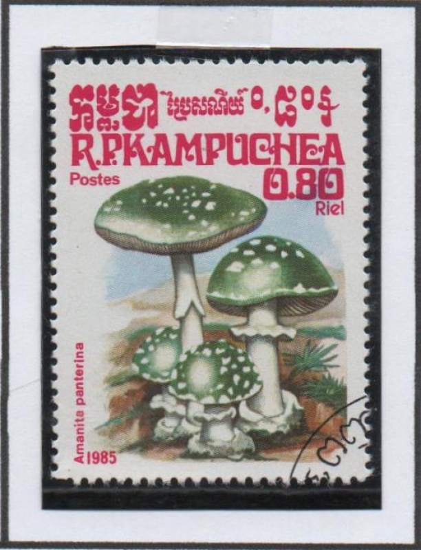 Hongos: Amanita Panterina