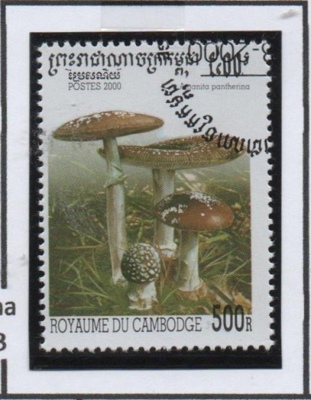 Hongos: Amanita Pahtherina